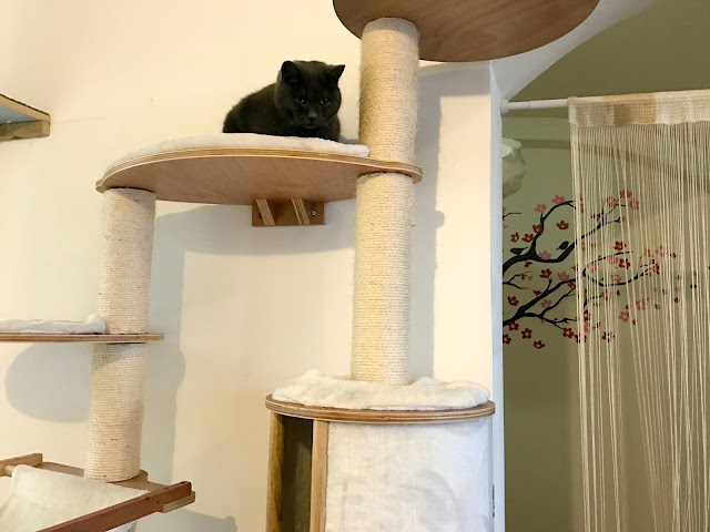 cat on climbing tower at catpawcino cat cafe newcastle