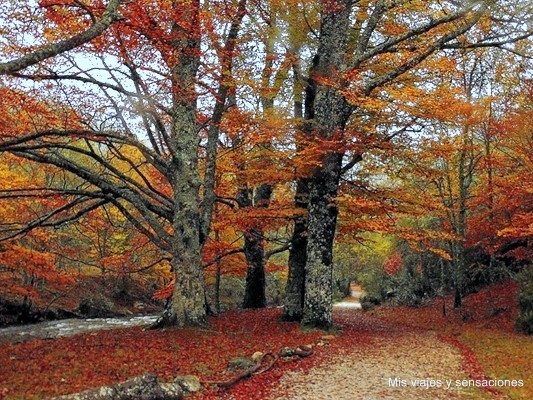 Hayedo de Montejo en otoño, Sierra del Rincón, Madrid