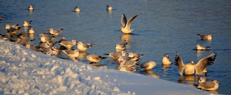 Gull ringing group