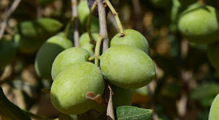 فوائد الزيتون الصحية التى يجب عليك معرفتها فوائد الزيتون الصحية التى يجب عليك معرفتها