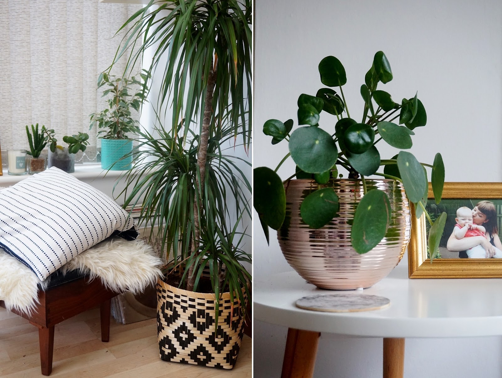 10 Of The Easiest House Plants To Care For Hey, Mama