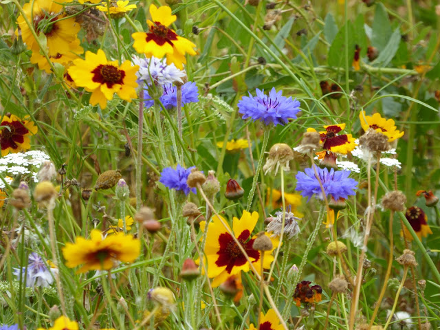 Wild and Wonderful: A Walled Garden of Wildflowers at NT Ickworth
