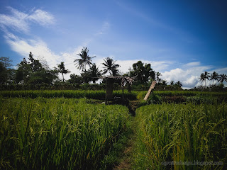 Hut Resting In The Middle Of The Rice Fields At Ringdikit Farmfield, North Bali, Indonesia