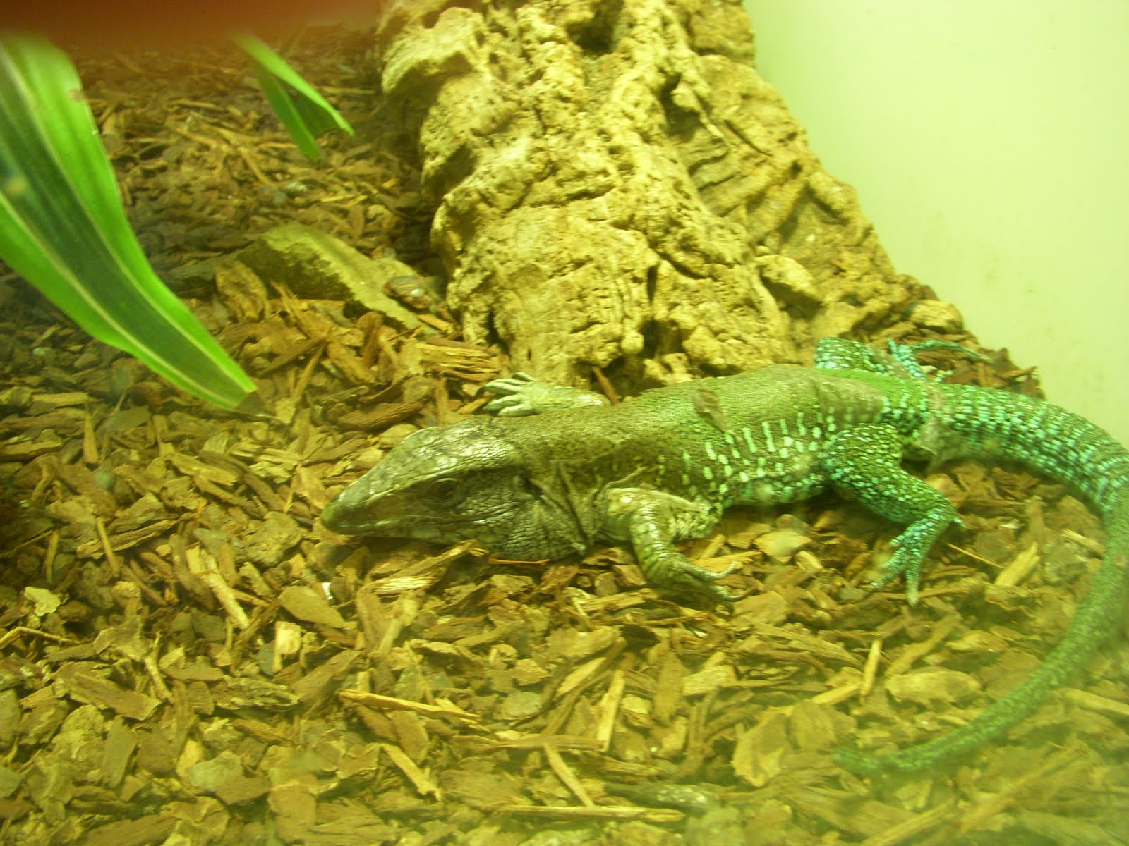 Raptormaniacs San Diego Zoo Part I Reptile Mesa