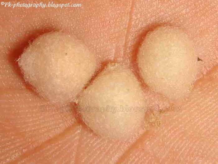 Spider Egg Sacks Nature, Cultural, and Travel Photography Blog