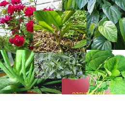 Tanaman obat herbal untuk keputihan Tanaman obat herbal untuk keputihan