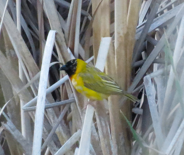 Black-headed Weaver - Portugal