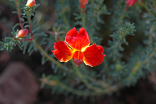 レシュノルティア