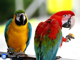 احلي صور طيور احلي صور طيور