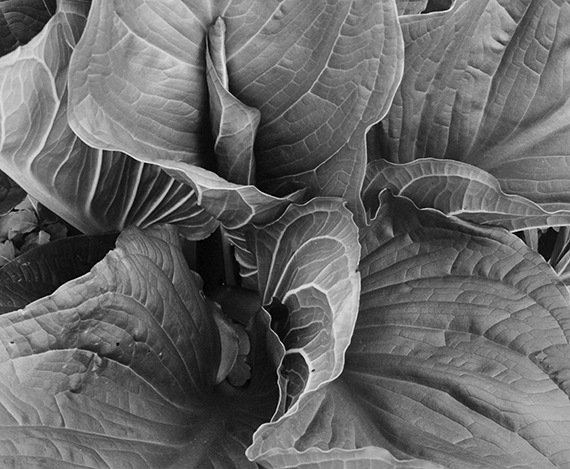cabbage macro photography © John Baswell