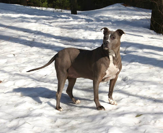 RAZA STANDFFORDSHIRE AMERICANO RAZA STANDFFORDSHIRE AMERICANO