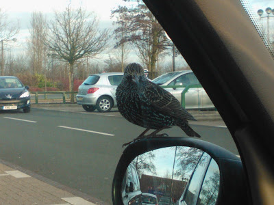 A Starling on my Wing Mirror