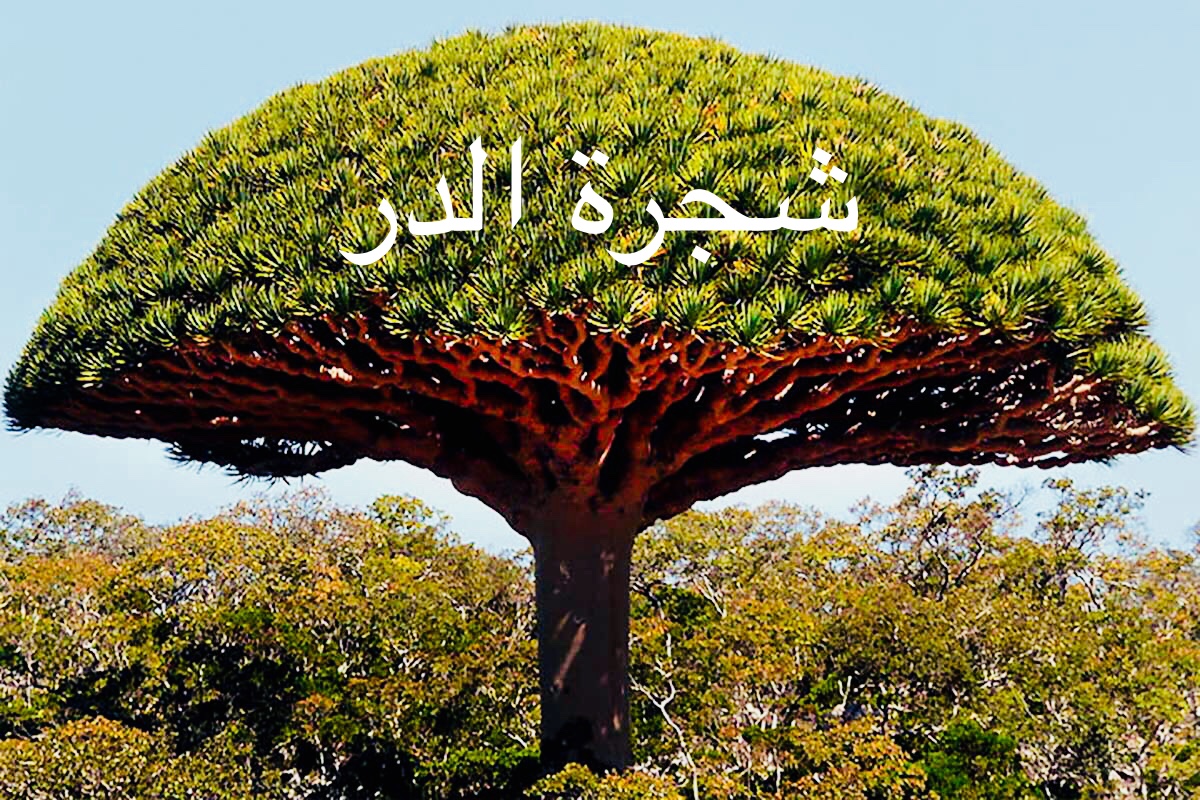 شجرة الأشراف في مصر