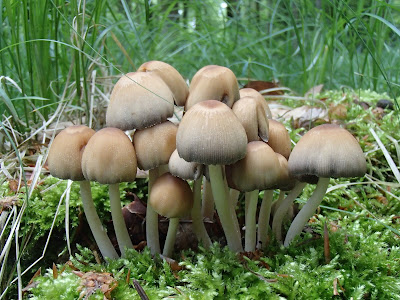 Las Bronaczowa, grzyby w maju, wiosenny spacer, zabawy w lesie