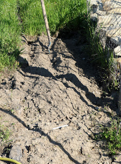 First section of garden dug out of the grass First section of garden dug out of the grass