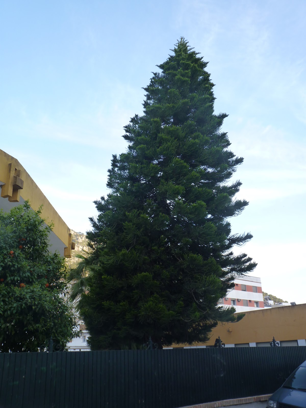 Ubrique en verde Árboles exóticos