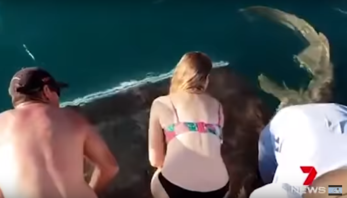 Tubarão tenta arrastar mulher para fundo do mar