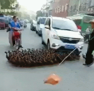 중국 도로의 오리떼.gif | 인스티즈