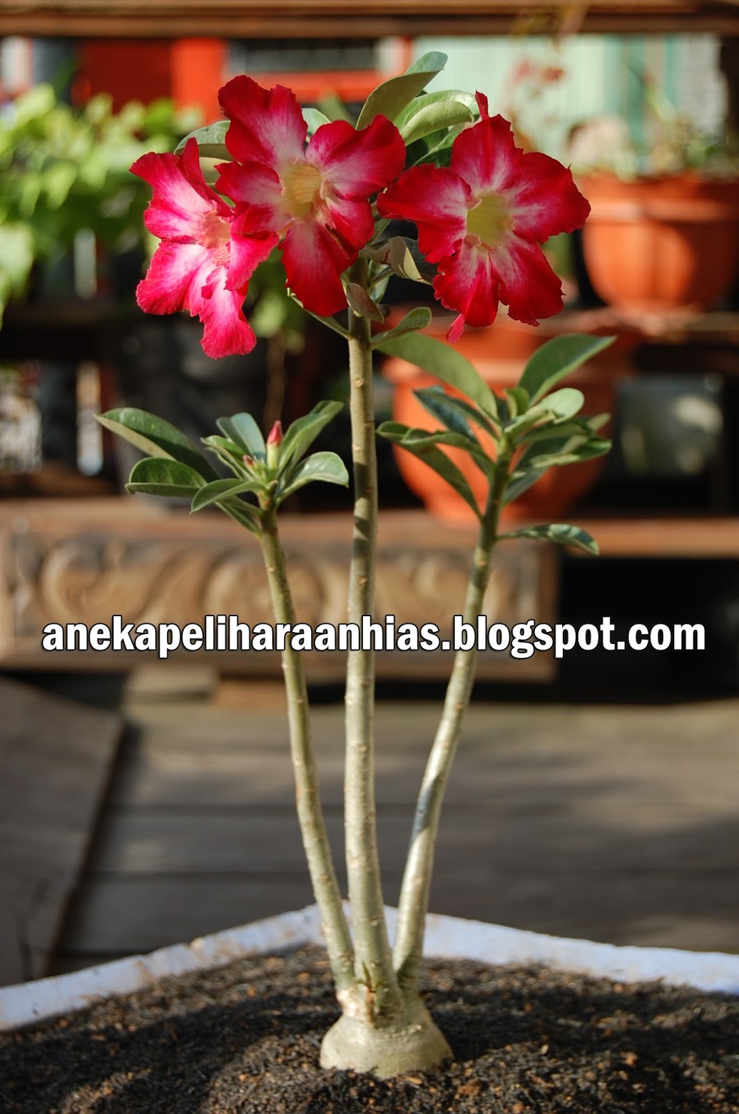 CARA MERAWAT TANAMAN ADENIUM (KAMBOJA JEPANG) AGAR RAJIN