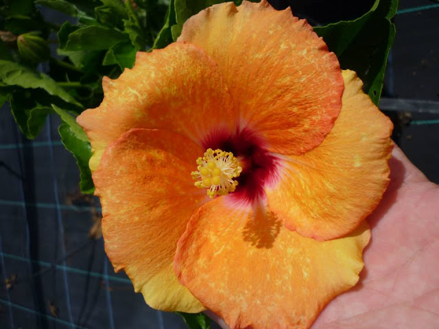 Hibiscus%2Btradewinds%2Btgg%2Borange.jpg