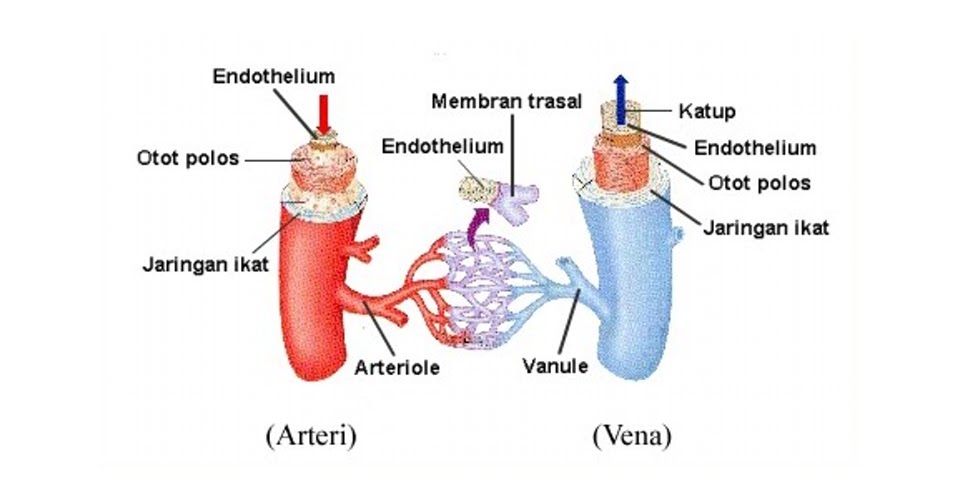 Tabel 6 Perbedaan Antara Pembuluh Arteri dan Vena Obat