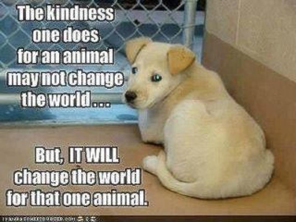 If you show kindness an animal it. Pets quotes. Quotes about Pets. Animals have feelings. Animals quotes.