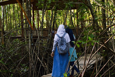 Menjelajahi Hutan Mangrove Kebumen