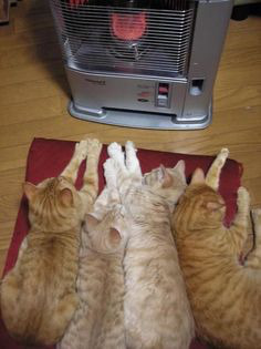 겨울이 추웠던 고양이들