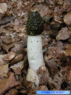 Phallus Impudicus - Satyre puant - Phallus impudique Phallus Impudicus - Satyre puant - Phallus impudique