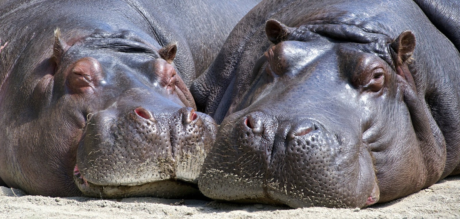 montessori activities at home. Hippos.