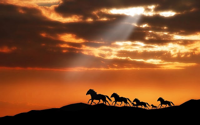 Horses running over a hill wallpaper