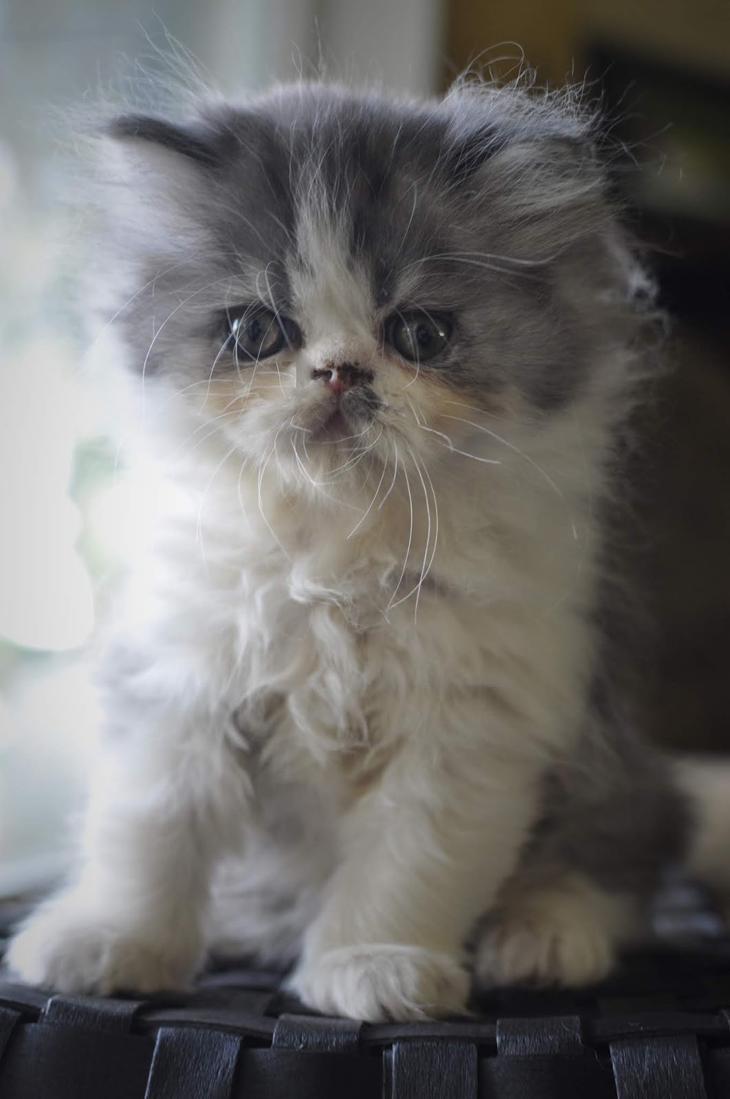 Exotic Shorthairs and Persians in Idaho