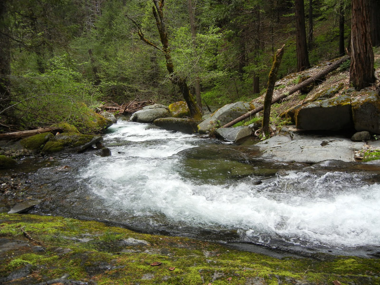 Peachy Hiker Grizzly Flat in El Dorado National Forest