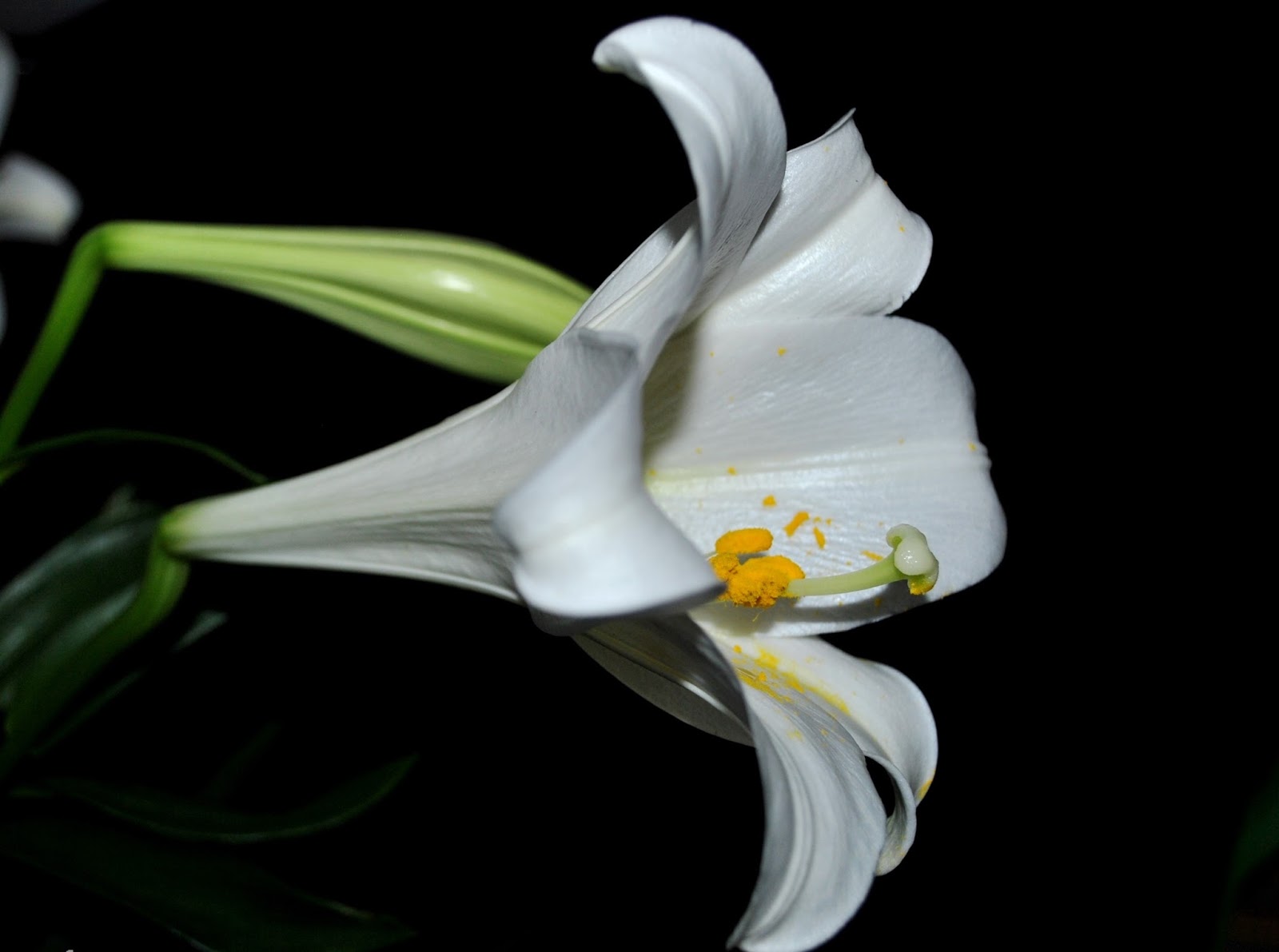 [Image: Cong-dung-chua-benh-cua-cay-hoa-bach-hop-4.jpg]