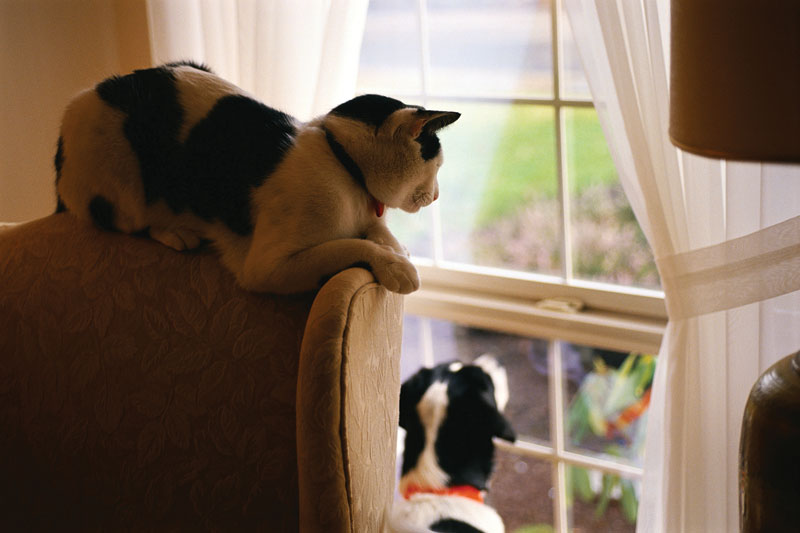 Carpet Cleaning Cat Urine Removal