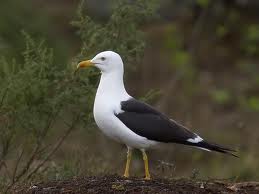 PAISES BAJOS: flora y fauna de los países bajos