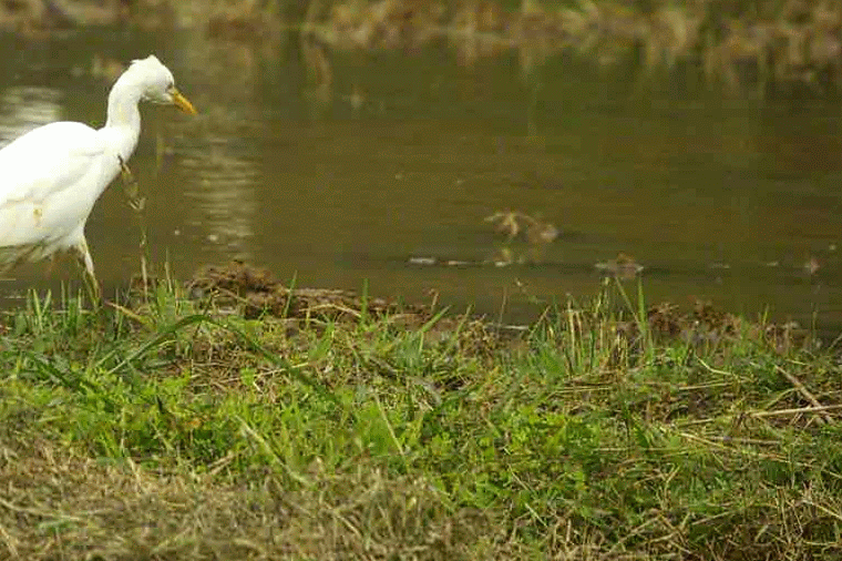 Egret, Motion GIF, catching food
