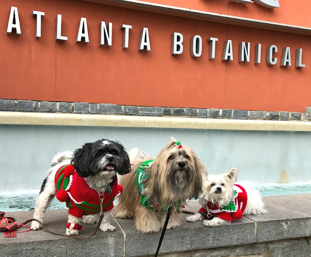 dogs in the Atlanta Botanical Garden Reindog Parade