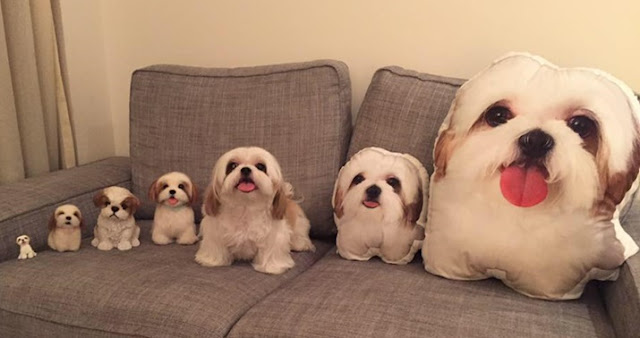 5 Fatos curiosos sobre os Shih Tzu