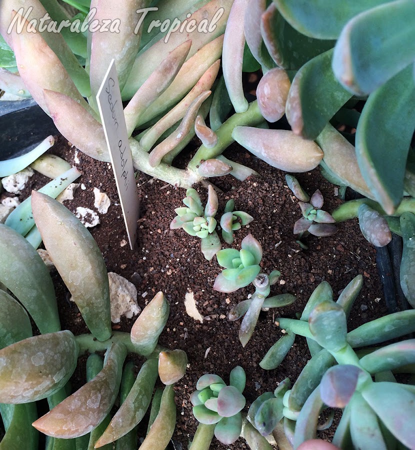 Colonia de hormigas en la base de una planta suculenta