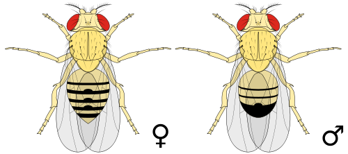 fruit fly clipart - photo #34