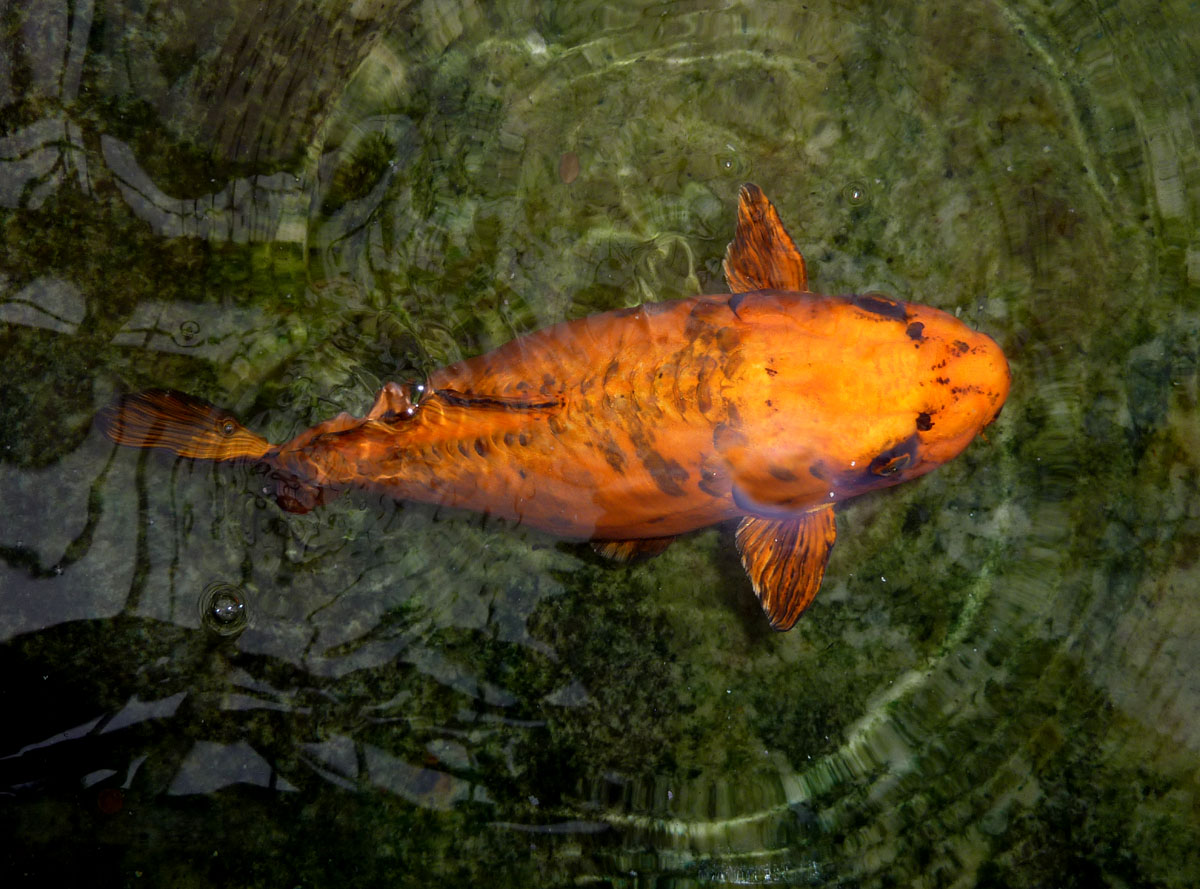 This runner's world Southside Six