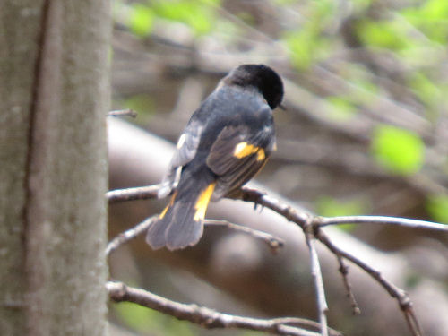 rufous sided towhee