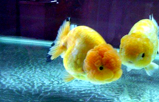 Mengenal Ciri-Ciri Ikan Mas Koki Oranda - Om Ikan