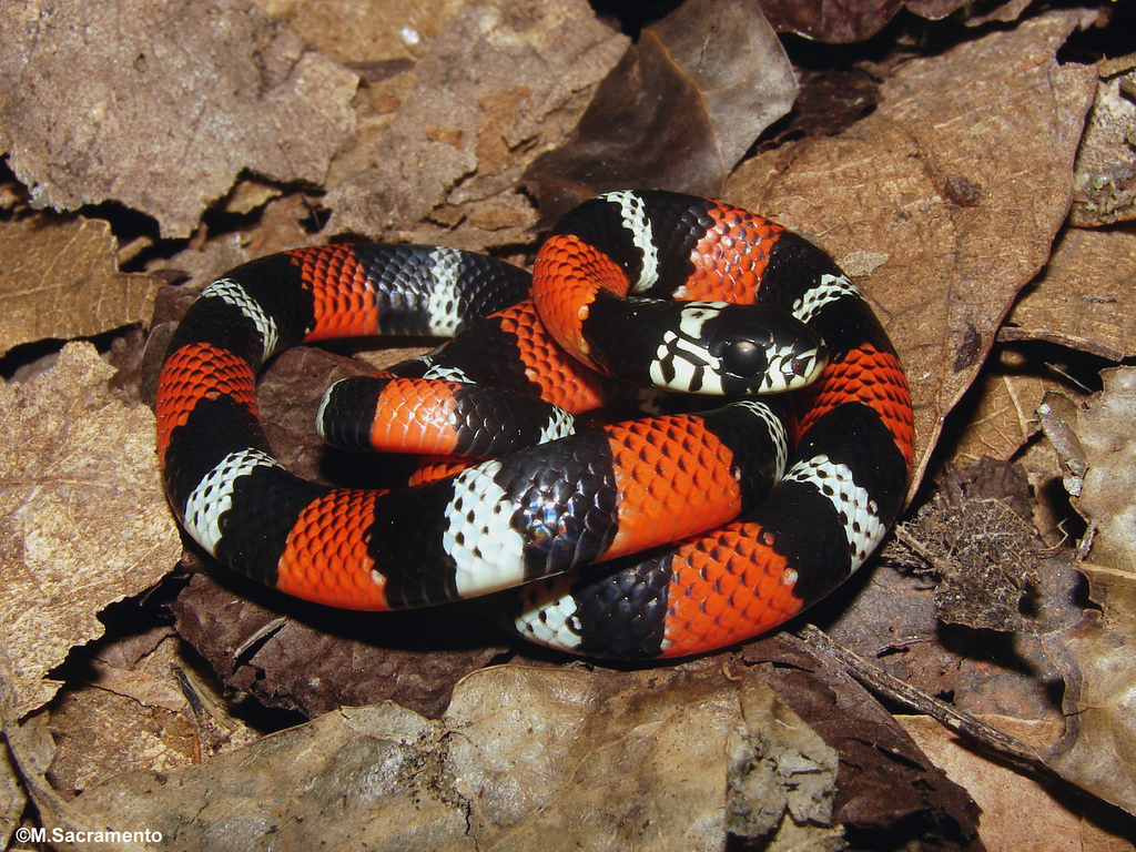 CobraCoralFalsa (Erythrolamprus aesculapii) CobraCoralFalsa (Erythrolamprus aesculapii)