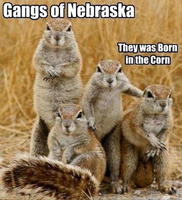 30 Funny animal captions - part 21 (30 pics), captioned animal pictures, gangs of nebraska