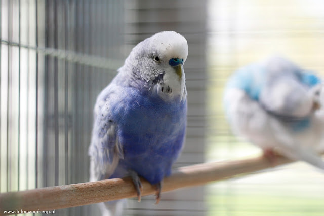 niebieska papuga