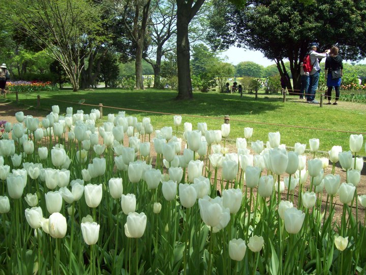 ILUSTRASIKU: Kisah Bunga Putih