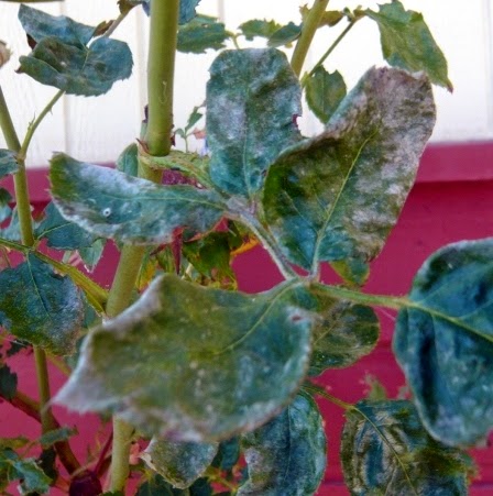 Xtremehorticulture of the Desert: Mildew on Roses Have Common Link