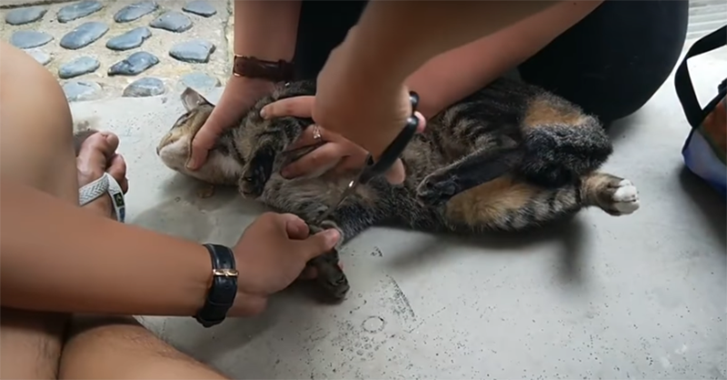 Cat abuse Singapore. 
